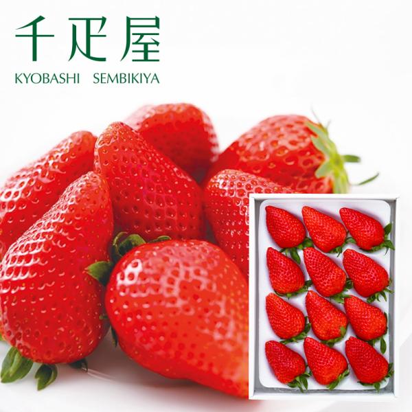 苺は、寒暖の差が大きいほど、美味しくしっかりとした実を実らせる果物。太陽をたくさん浴びて栄養の行き届いた苺は、甘味と酸味のバランスが良く果汁たっぷり。ヘタから先端まで赤く熟し、今が一番美味しくなる季節。是非ご堪能ください。京橋千疋屋では、入...