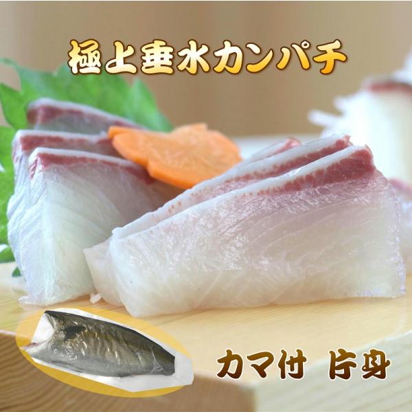 カンパチ片身カマ付き  半身分　鹿児島垂水産【お刺身用】【産地直送】【送料無料】【8~10人前】かんぱち お刺身 ギフト