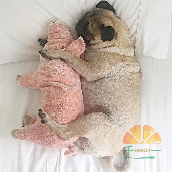 ペット 犬 おもちゃ 猫 おもちゃ ぬいぐるみ 豚 ピッグ アニマル ふかふか 抱き枕 ピンク お祝い トイ 贈り物 癒し ペットグッズ 可愛い ペット用品 Dora0917 Diry449 千一 通販 Yahoo ショッピング