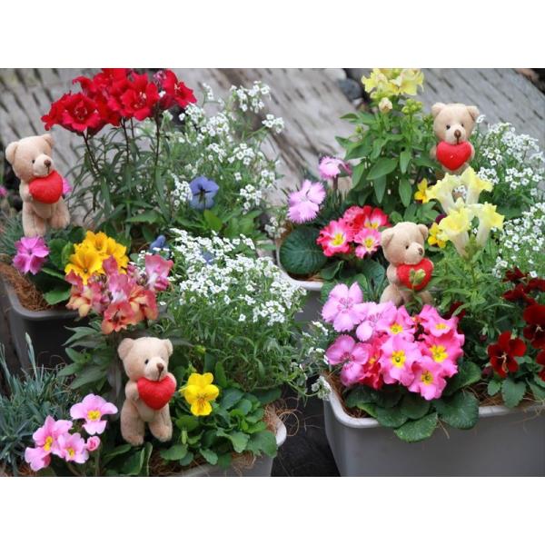 ギフト対応可 送料無料 エディブルフラワーの寄せ植え５種 Buyee Buyee Japanese Proxy Service Buy From Japan Bot Online