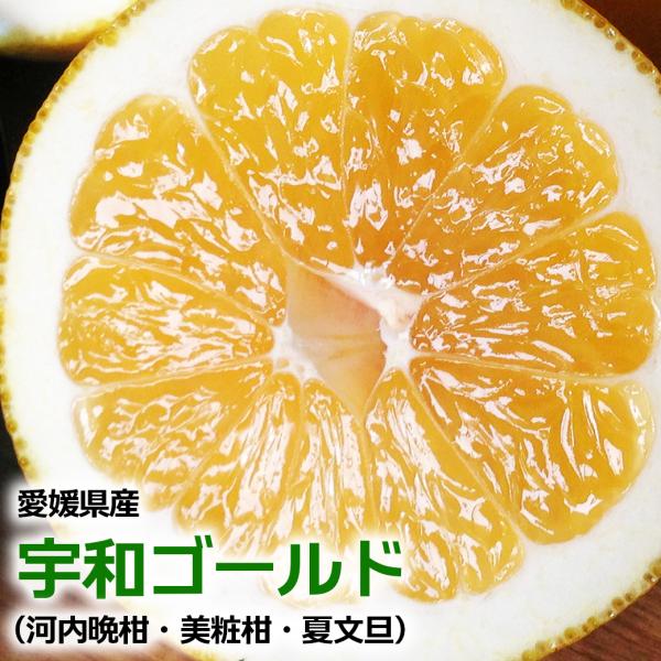 河内晩柑 宇和ゴールド 特選 S 3kg 夏文旦 美生柑 みかん 送料無料 愛媛県産 宇和ゴールド 特選クラス Sサイズ 約3kg 和製グレープフルーツ 爆買