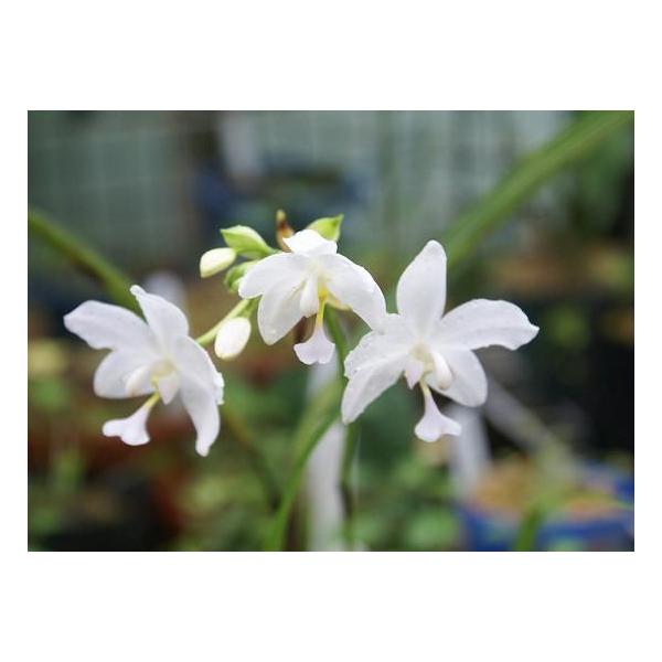 コウトウシラン ラン科 Buyee Servicio De Proxy Japones Buyee Compra En Japon