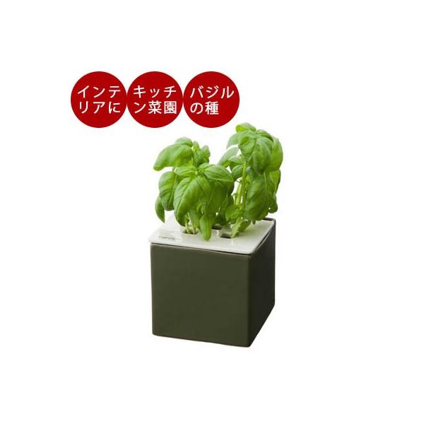 水耕栽培キット おしゃれ 心知菜園 グリーン バジルの種付き 種 液肥付き 水耕栽培セット 簡単 家庭菜園 室内用 ba Tokilaboトキラボヤフー店 通販 Yahoo ショッピング