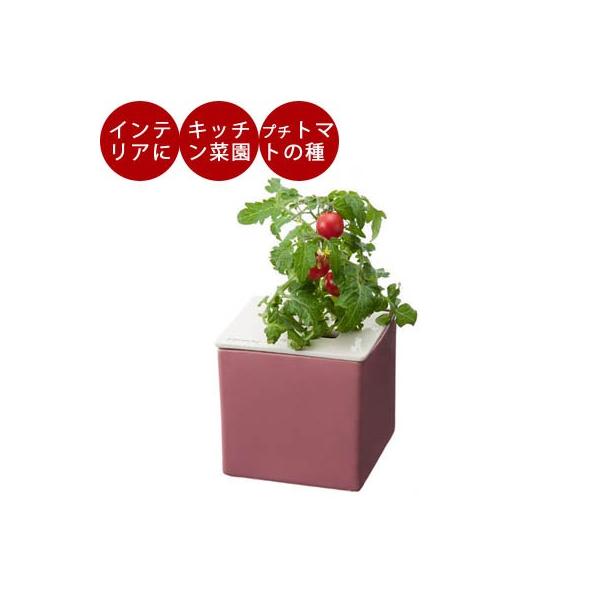 水耕栽培 種 スポンジの人気商品 通販 価格比較 価格 Com