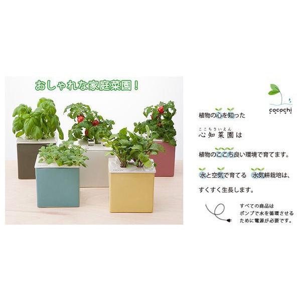 水耕栽培キット おしゃれ 心知菜園 イエロー ルッコラの種付き 種 液肥付き 栽培 水耕栽培セット 簡単 家庭菜園 室内用 Buyee Servis Zakupok Tretim Licom Buyee Pokupajte Iz Yaponii