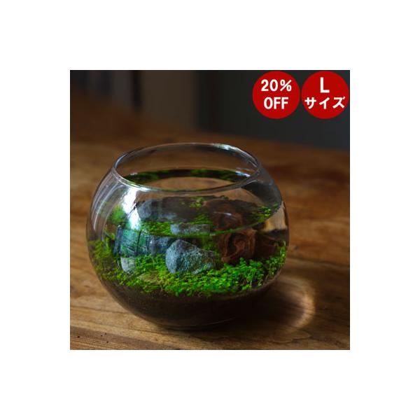 水栽培 育てる水草 ｌサイズ 敬老の日 水草 水草水槽 レイアウト 水草の育て方 栽培 アクアリウム Igl Tokilaboトキラボヤフー店 通販 Yahoo ショッピング