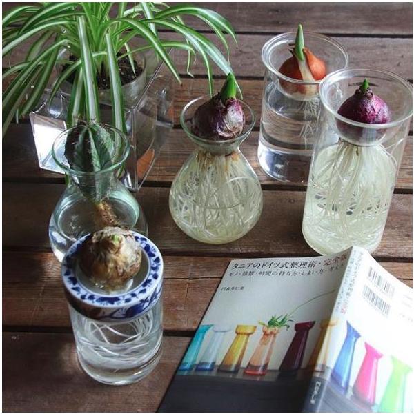 水栽培 フラワーポット ヒヤシンス ガラス製 フラワーベース シンプル 花瓶 球根 アクシス プレゼント ギフト Buyee Buyee 日本の通販商品 オークションの代理入札 代理購入