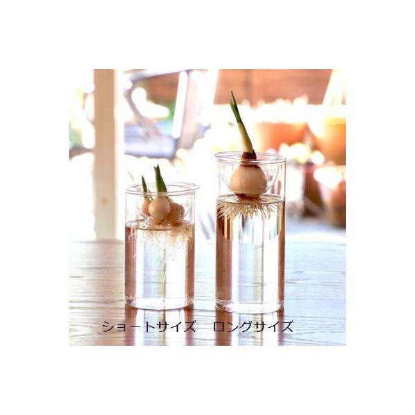 ͔| BULB VASE oux[X OTCY ԕr e  qVX  v[g Mtg