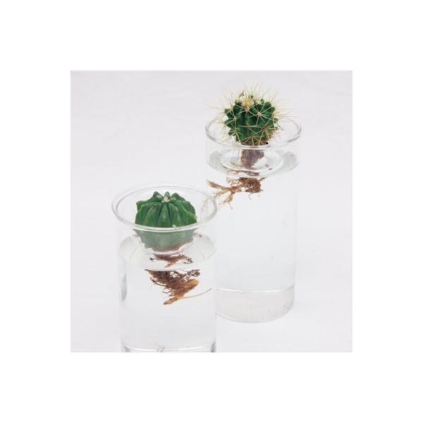 ���͔| BULB VASE �o���u�x�[�X �����O�T�C�Y �ԕr �e�� ���� �q���V���X �� �v���[���g �M�t�g ���i�摜4