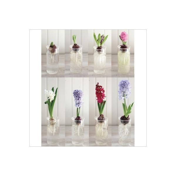 ���͔| BULB VASE �o���u�x�[�X �����O�T�C�Y �ԕr �e�� ���� �q���V���X �� �v���[���g �M�t�g ���i�摜5