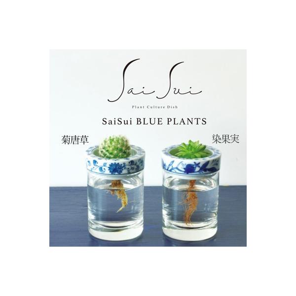 Saisui Blue Plants 全2種類 花瓶 フラワーベース ガラス 陶器 水栽培 おしゃれ かわいい ギフト サボテン 球根 So Tokilaboトキラボヤフー店 通販 Yahoo ショッピング