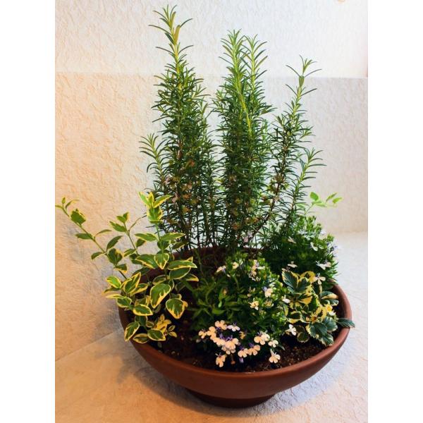 新規オープン特価 寄せ植え ローズマリー５ Herb Fruits Buyee Buyee Japanese Proxy Service Buy From Japan Bot Online