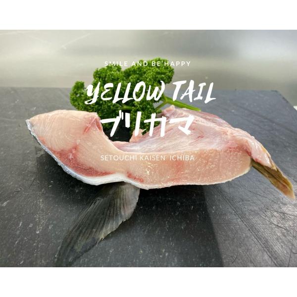 天然物よりも脂がのっていて鮮度も抜群の養殖活ブリのカマです。大きなカマのみを選別してCAS凍結しています。1個約２００グラムアップの大きさになります。1個づつ個別に真空包装しています。1セットは５個入りです。ブリ大根、塩焼き、煮つけ、味噌漬...