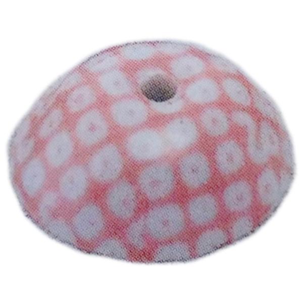  ̎q ʁiEjsN [a2.3cm] |  킢 Mtg