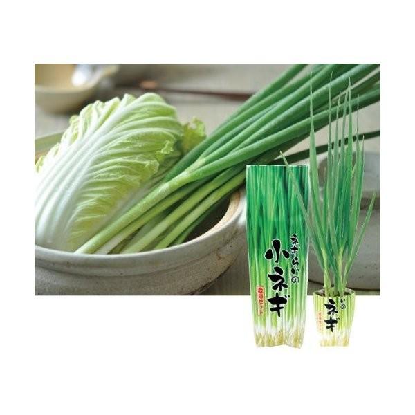 ねぎらい 小ネギ 葱 栽培セット Buyee Buyee Japanese Proxy Service Buy From Japan Bot Online