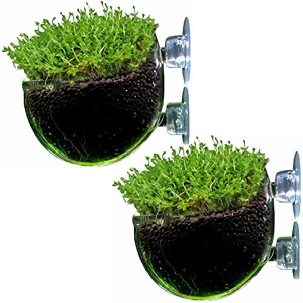 アクアリウム 水槽 水草 種 2個 セット 2個 セット Pindo Com Py