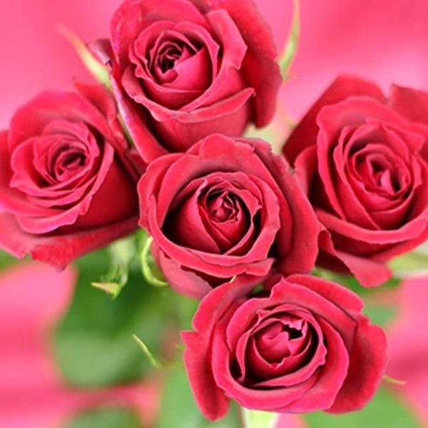 一輪挿し 花瓶 ガラス 斜め口 透明 花器 クリア ご予約品 リビング フラワーベース インテリア 高さcm