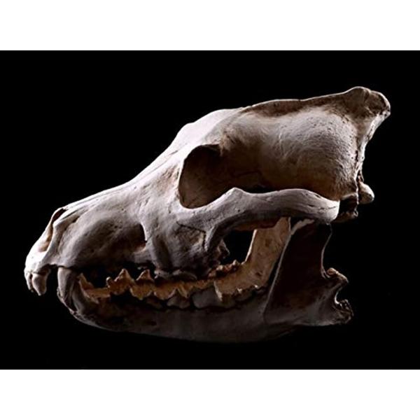 Deepgreenforest 骨 標本 模型 骨格 狼 ギガランキングｊｐ