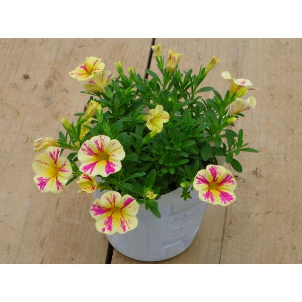 花苗 花かんざし ハナカンザシ ２４個セット Buyee 日本代购平台 产品购物网站大全 Buyee一站式代购 Bot Online