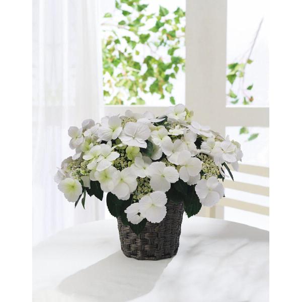 アジサイ ラグランジア ブライダルシャワー MF2022A 母の日 贈り物 ギフト 2026年 送料無料