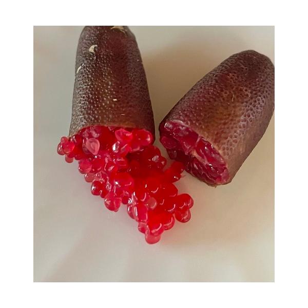 ①*:ஐ粒々食感！*:ஐ接木・フィンガーライム・苗木【リトル