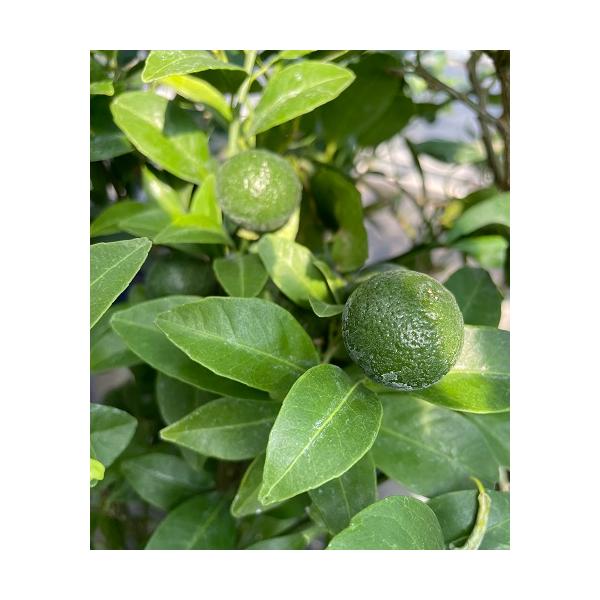 シークワーサー　苗木　４号ポット　接木苗