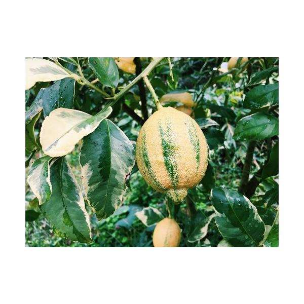 ピンクレモネードは葉に斑が入り実には若いうちは緑のストライプが入り、熟すにつれてストライプが消えていきます。果肉は熟すとピンク色で種が少なく料理などに使えます。鉢植えでも栽培できるので、管理しやすく、ご家庭で国産レモンをお楽しみいただけます...