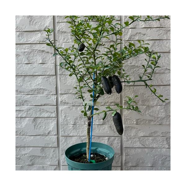 フィンガーライム ダーラムエメラルド 5号接木苗 苗木 果樹苗