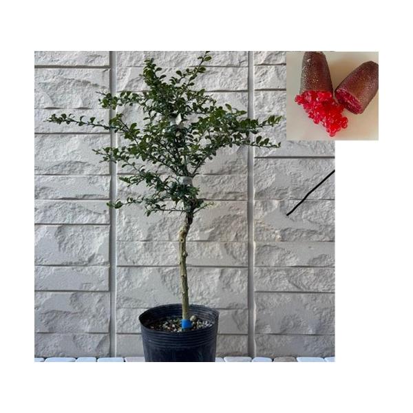 フィンガーライム　リトルルビー　５号接木苗 楽天市場】【現品販売】フィンガーライム 「リトルルビー」 6号