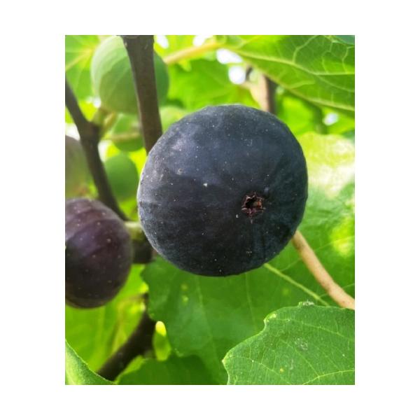 sfleur_100153