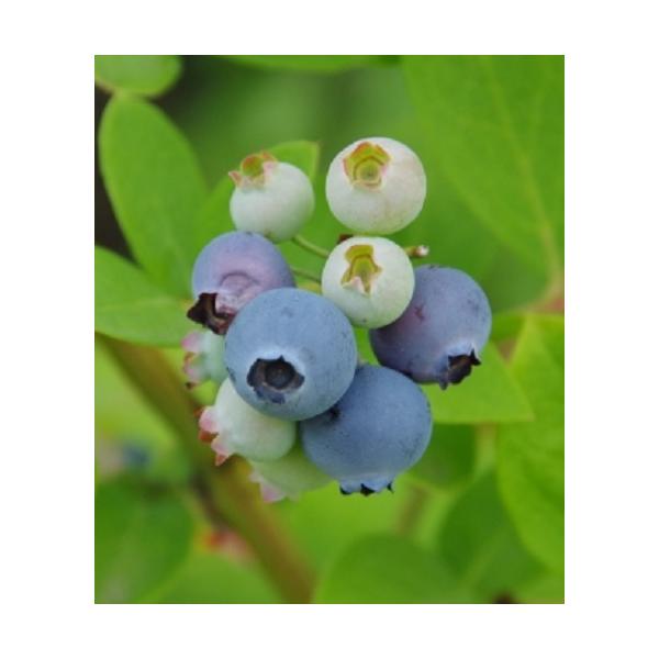 強健で育てやすく、完熟すると果肉が柔らかく、甘味が非常に強いのが特徴。中粒。自家結実性がありますが他の品種を近くに植えて受粉させた方が実付きが良くなります。サザンハイブッシュ系科目：　ツツジ科分類：耐寒性半常緑低木開花期：　4月頃収穫時期：...