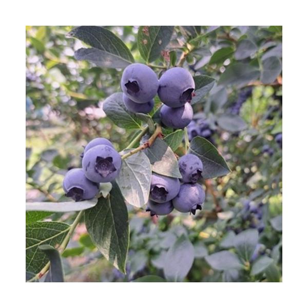 大粒の実がたくさん実のり、完熟すると香りと風味の良い味わいが特徴です。甘みと酸味のバランスがよく生食向き。自家結実性がありますが、他の品種を近くに植えて受粉させると実付きが良くなります。ノーザンハイブッシュ系科目：　ツツジ科分類：落葉低木開...