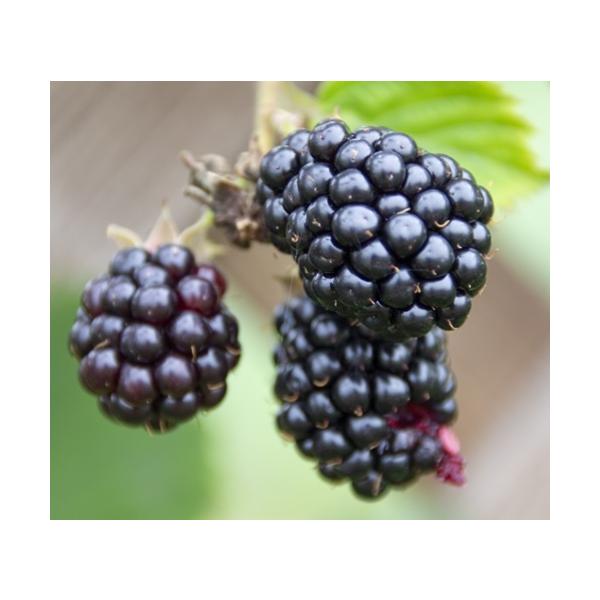 大粒の実が特徴のブラックベリーです。酸味が少なく、甘みが強いので生食やジャム、果実酒、ケーキの材料に使用されています。トゲはあっても少ないので楽に収穫できます。科目：バラ科　分類：落葉低木開花期：5〜6月頃収穫期：7月頃最終樹高：1.5m位...