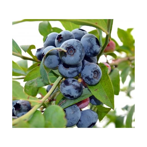 ブルーベリー　ブルークロップ　苗木　３号ポット　挿木１年生苗　