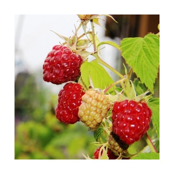 豊産性に優れており、酸味と甘みのバランスとれた品種です。夏採りが主ですが、秋にも収穫できる二季成り性で、強健なので育てやすいです。科目：バラ科　分類：落葉低木開花期：5〜6月・8〜9月頃収穫期：6〜7月・10月頃最終樹高：　1.5m位生育環...