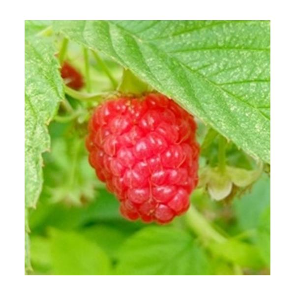 7月と8月に収穫できる2季成り性です。実は中粒で甘みがあり、豊産性があります。科目：バラ科　分類：落葉低木開花期：5〜6月頃収穫期：7月・8月頃最終樹高：　1.5m位生育環境：日向耐寒性：　強自家結実性:　ありお届け状態：3号ポット　高さ鉢...