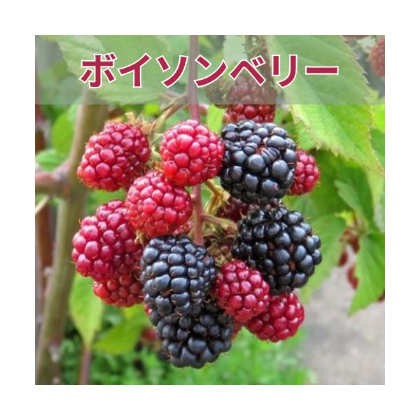 ボイソンベリー 3.5号ポット 苗木 果樹苗 木苺  木いちご 家庭菜園 鉢植え 庭植え
