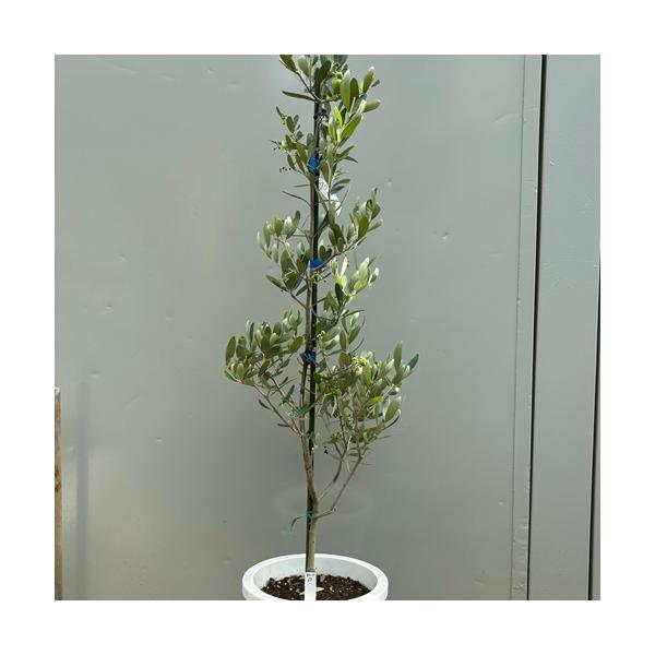 イタリア原産の実付きのいい品種です。シンボルツリーや 観葉植物として人気があります。科目：　モクセイ科分類：常緑高木開花期：　5〜6月　収穫時期：10〜12月最終樹高：　3m以上生育環境：日向耐寒温度：　強自家結実：なし（別品種を近くに植え...