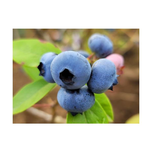 晩生の大粒品種で500円玉サイズの実を付ける品種です。大きくて食べ応えがあり、甘みと酸味のバランスもよいブルーベリーです。自家結実性がありますが、他の品種を近くに植えて受粉させると実付きが良くなります。ノーザンハイブッシュ系科目：　ツツジ科...