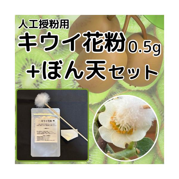 キウイ花粉0.5g・ぼん天セット