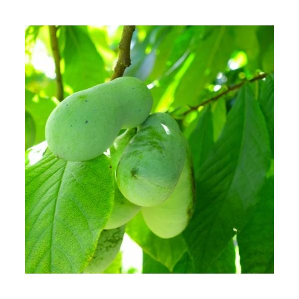 ねっとりとしていて、甘く、クリーミー、濃厚な味と香りが楽しめます。「森のカスタードクリーム」とも称されています。テイラー（タイラー）は、果重120g〜150g位、実が沢山着き易い、豊産性品種です。科目：バンレイシ科　分類：落葉高木開花期：5...