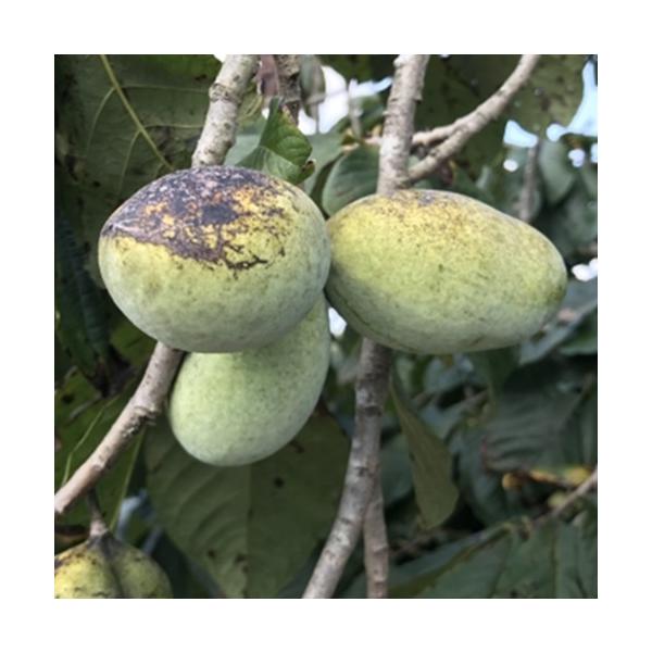 ねっとりとしていて、甘く、クリーミー、濃厚な味と香りが楽しめます。「森のカスタードクリーム」とも称されています。ウィルソンは、果重200g位で、外皮、果肉共に黄色〜オレンジ色で、香り、甘味が強いのが特徴です。科目：バンレイシ科　分類：落葉高...