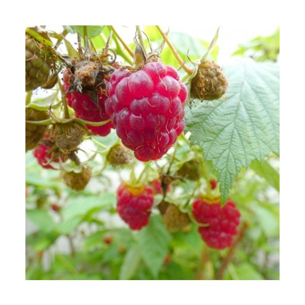 ラズベリー サマーフェスティバル　3号ポット　苗木 果樹苗 木苺 フランボワーズ 木いちご 家庭菜園 鉢植え 庭植え