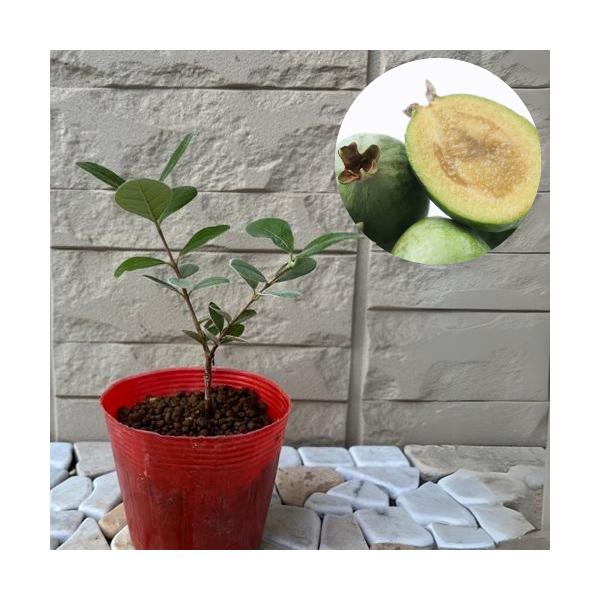 ニュージーランドで作られた大実品種です南国フルーツのような甘い香りがし、舌触りは梨のようで、パイナップルとリンゴを合わせたような味で爽やかな酸味があります実にはビタミンCやカリウムなどが含まれているため、美肌効果や高血圧の予防の効果が期待で...