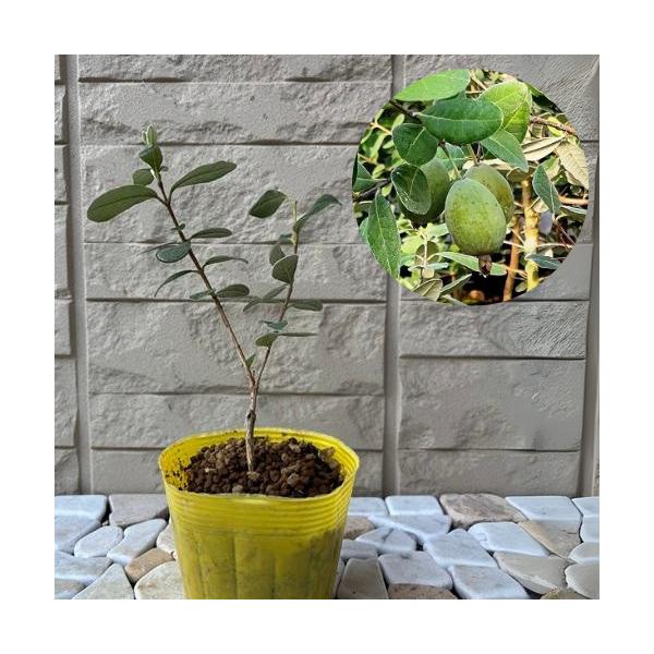 フェイジョアの中でも人気のある品種です。南国フルーツのような甘い香りがし、舌触りは梨のようで、パイナップルとリンゴを合わせたような味で爽やかな酸味があります。フェイジョアの中でも最も早く結実するタイプで、豊産性があります。極早生品種。寒さに...