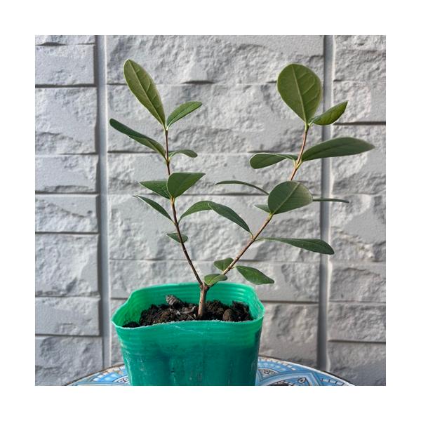 南国フルーツのような甘い香りがし、舌触りは梨のようで、パイナップルとリンゴを合わせたような味で爽やかな酸味があります。寒さにも強く日本でも育てることができ、常緑性で花や葉の観賞も楽しめるため庭木や垣根などに最適です。マリアンは、中粒でやや小...