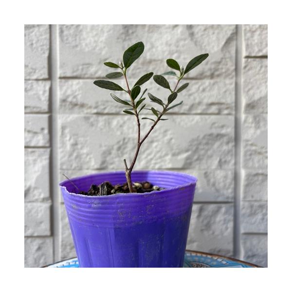 南国フルーツのような甘い香りがし、舌触りは梨のようで、パイナップルとリンゴを合わせたような味で爽やかな酸味があります。寒さにも強く日本でも育てることができ、常緑性で花や葉の観賞も楽しめるため庭木や垣根などに最適です。コバーノは、葉が小さい小...