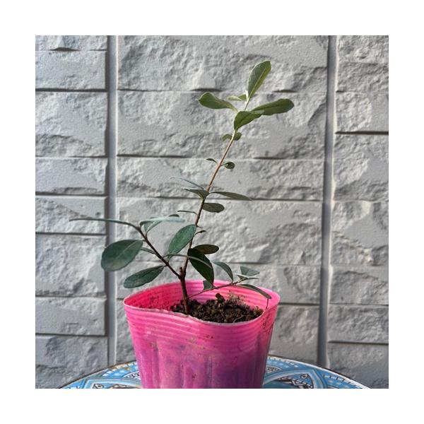 南国フルーツのような甘い香りがし、舌触りは梨のようで、パイナップルとリンゴを合わせたような味で爽やかな酸味があります。寒さにも強く日本でも育てることができ、常緑性で花や葉の観賞も楽しめるため庭木や垣根などに最適です。ニキタは、甘く風味が良い...