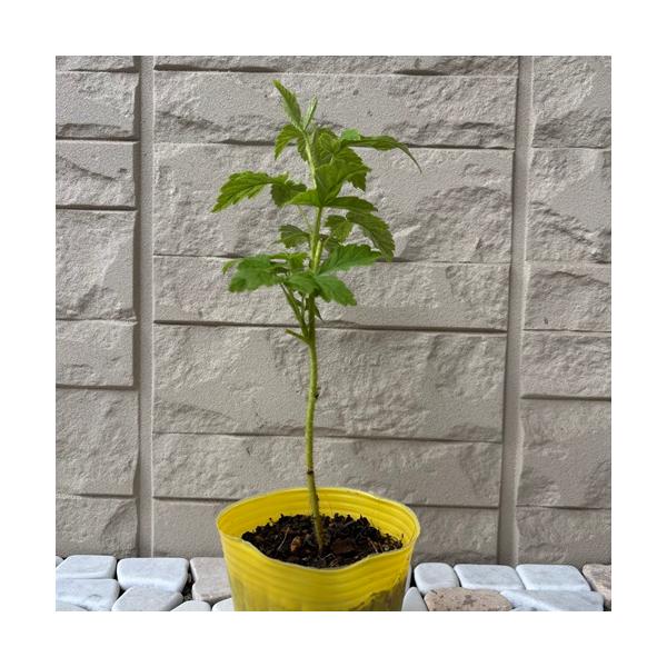 生食向きの黄色いラズベリーです。酸味が少なく、甘いのが特徴で、豊産性があります。樹形は直立性で生育旺盛な強健種なので栽培も容易です。科目：バラ科　分類：落葉低木開花期：5〜8月頃収穫期：6〜9月頃最終樹高：1.5m位生育環境：日向耐寒性：　...