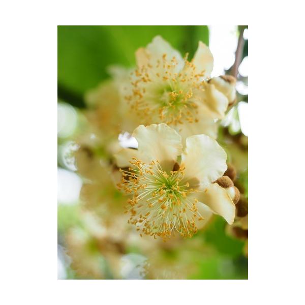 受粉樹用雄木です。ヘイワードのオス木として利用されます。※オス木の為、実はなりません。科目：マタタビ科　分類：落葉つる性開花期：5〜6月頃収穫期：ー最終樹高：３m〜生育環境：日向耐寒性：　強自家結実性:　お届け状態：3.5号挿木苗　高さ鉢下...